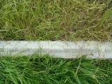 image of grave number 613564